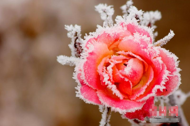 凈水器品牌形象大使，能夠提升品牌知名度