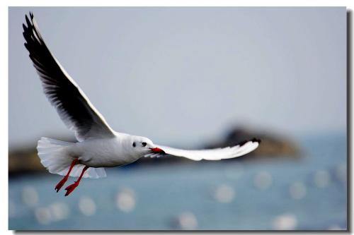 神奇！反滲透凈水技術(shù)的發(fā)明源于海鷗