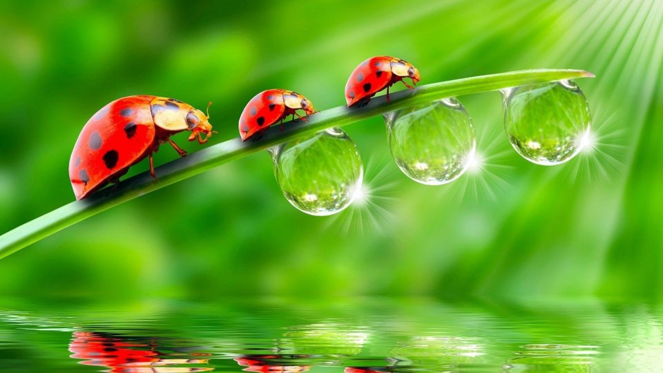 漢斯頓年會節(jié)目的巨大影響力